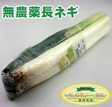 倍吉他胚長ネギ 約300g